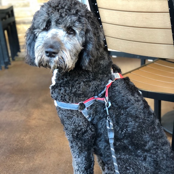 Meet your Posher, Roxanna - Picture 1 of 1